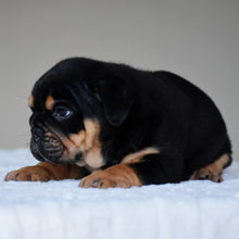 CIRO - $3,000