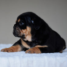 CIRO - $3,000