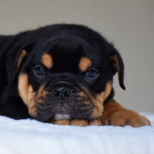 CIRO - $3,000