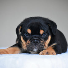 CIRO - $3,000
