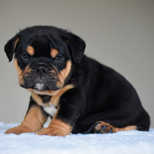 CIRO - $3,000