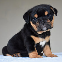 CIRO - $3,000