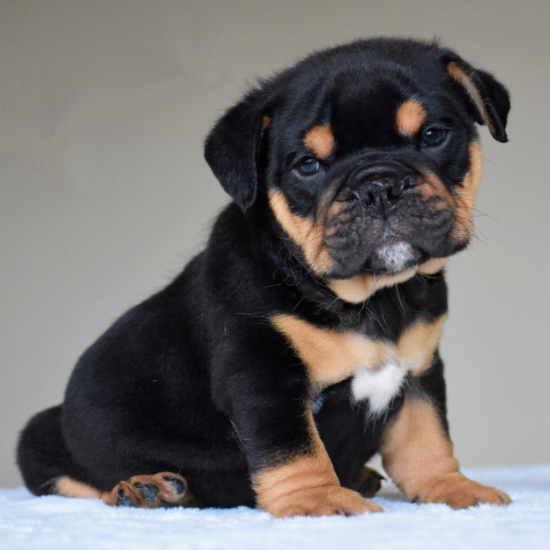 CIRO - $3,000