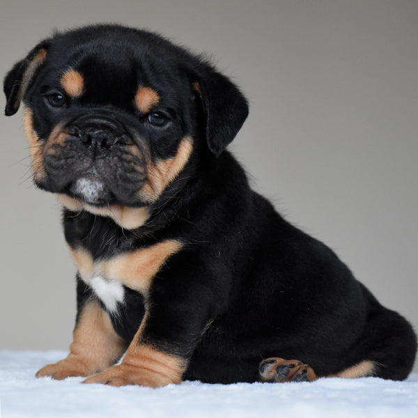 CIRO - $2,800
