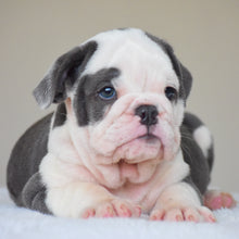 DIEGO - $3300