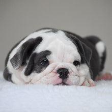 DIEGO - $3300