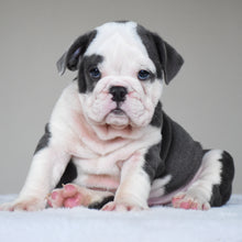 DIEGO - $3300