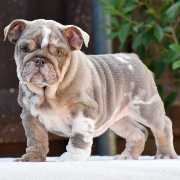 DRACO - $3500