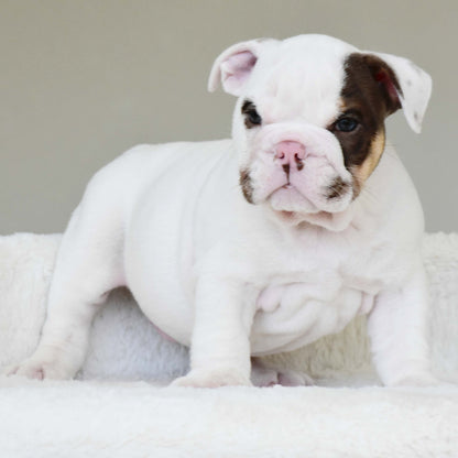 ROMEO (BOY)