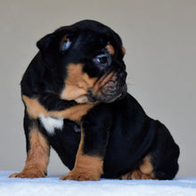 CIRO - $3,000