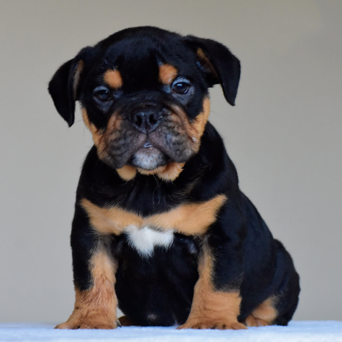 CIRO - $3,000