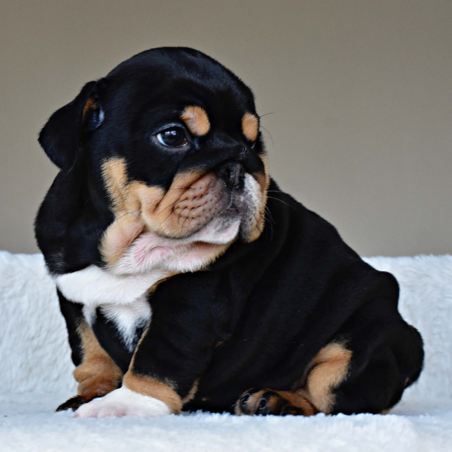 ZARA (Girl)