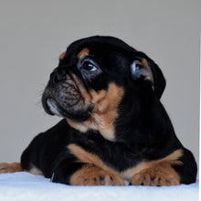CIRO - $3,000