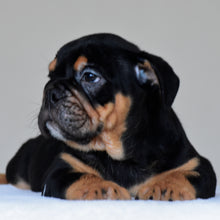 CIRO - $3,000
