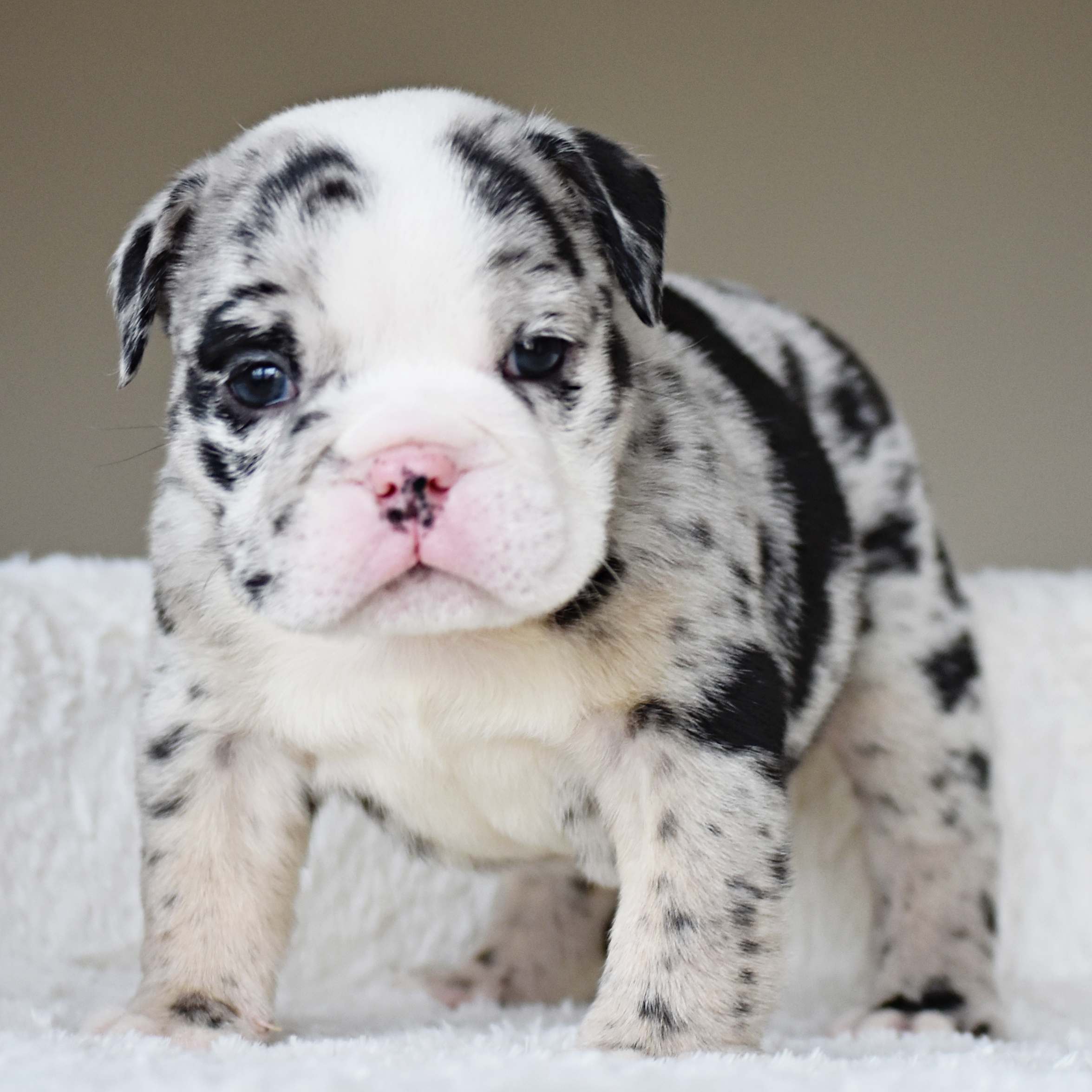 Bulldog Puppy Price Guide 2025 Average Bulldog Cost & Hidden Expenses