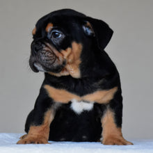 CIRO - $3,000