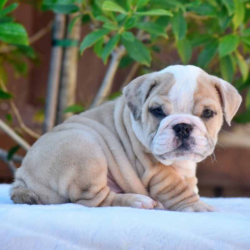 DIEGO - $2800