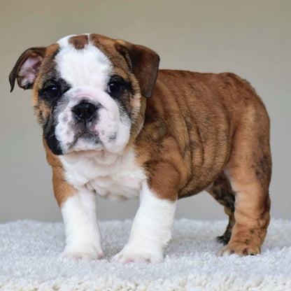 BENTLEY (Boy)