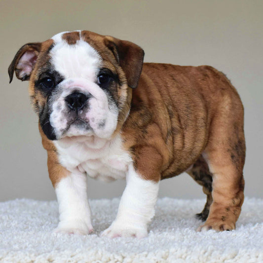 BENTLEY (Boy)