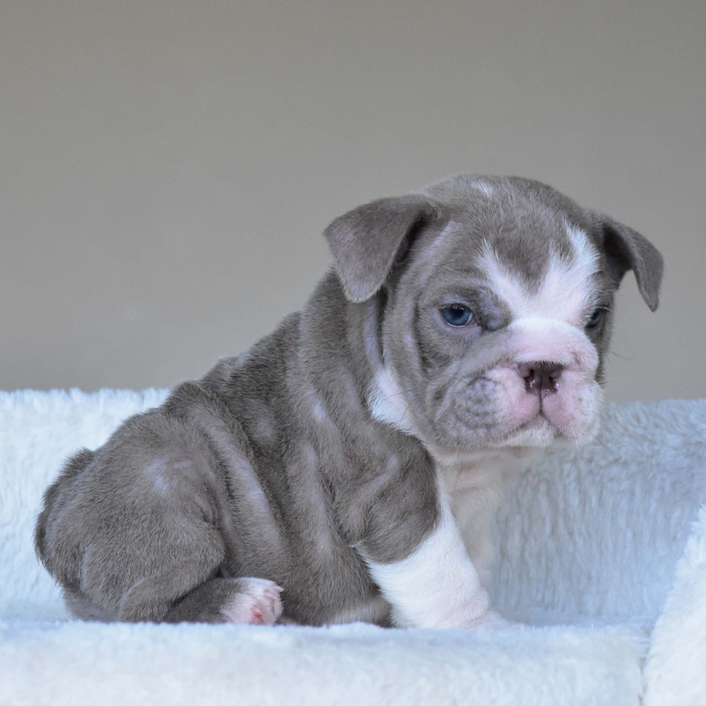CHICO (Boy)