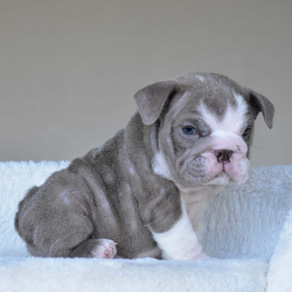 CHICO (Boy)