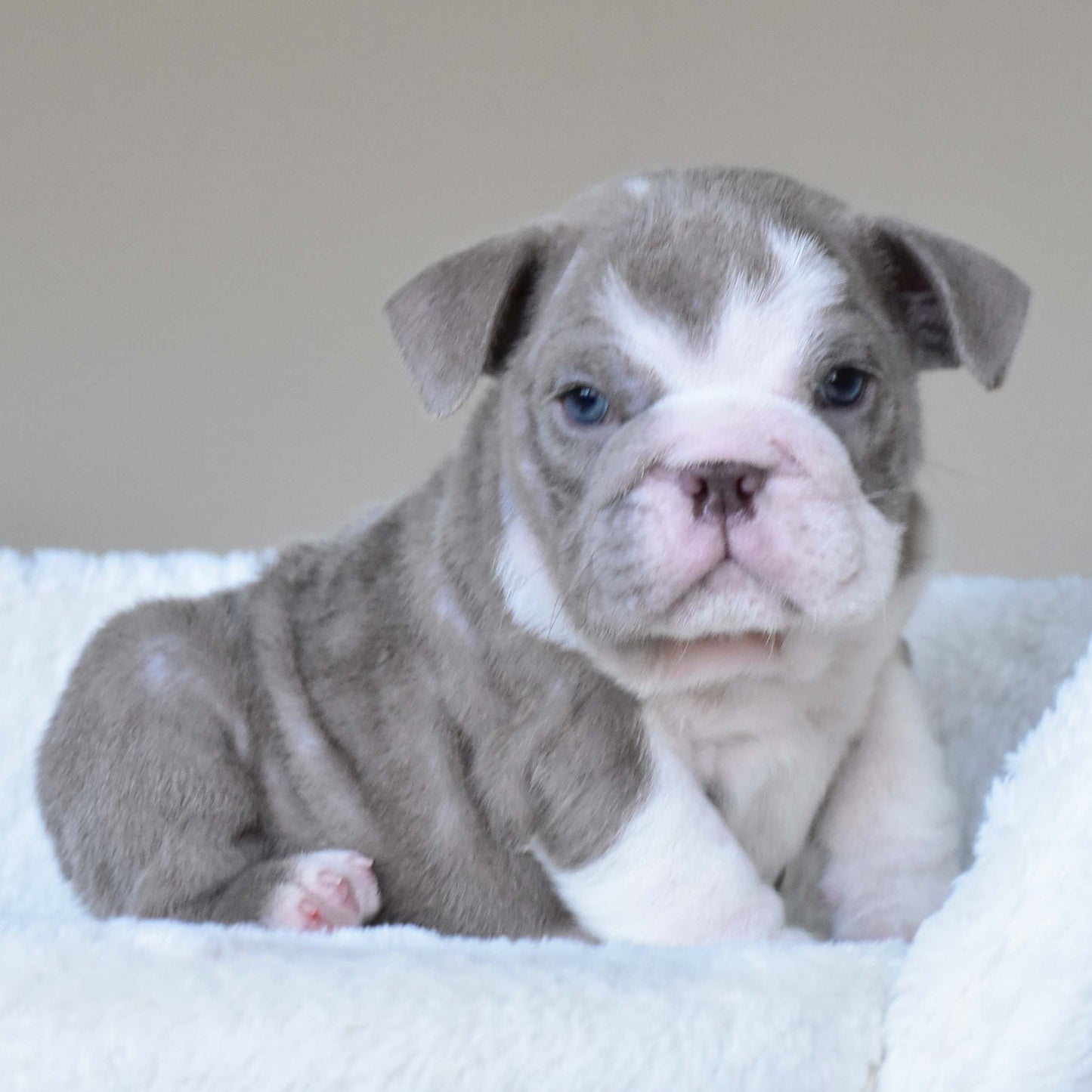 CHICO (Boy)