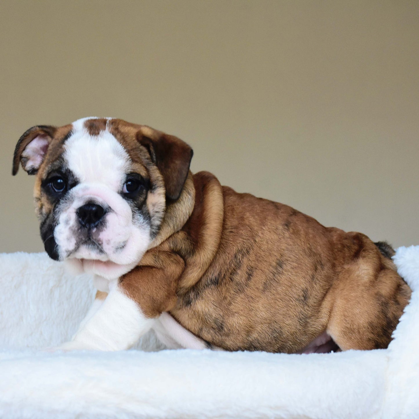 BENTLEY (Boy)