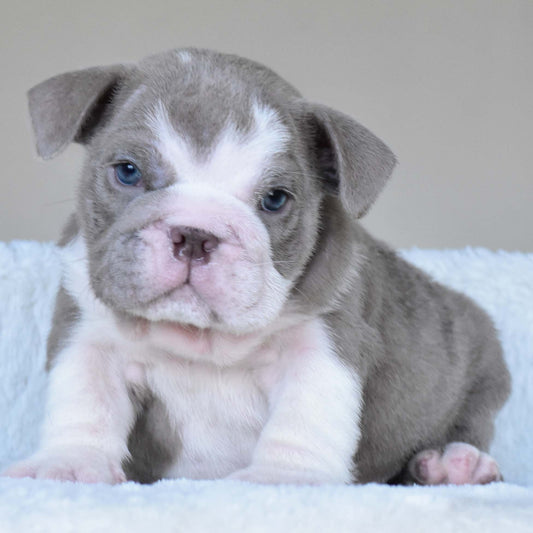 CHICO (Boy)