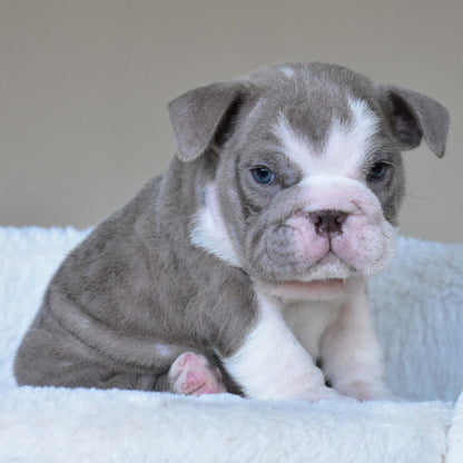 CHICO (Boy)