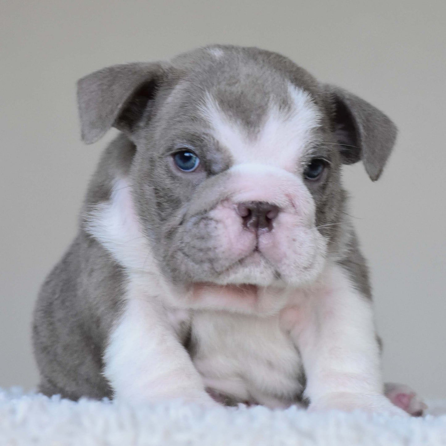 CHICO (Boy)