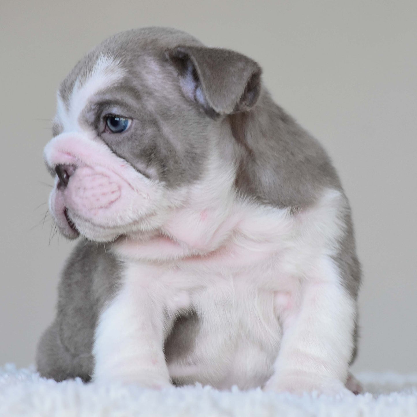 CHICO (Boy)