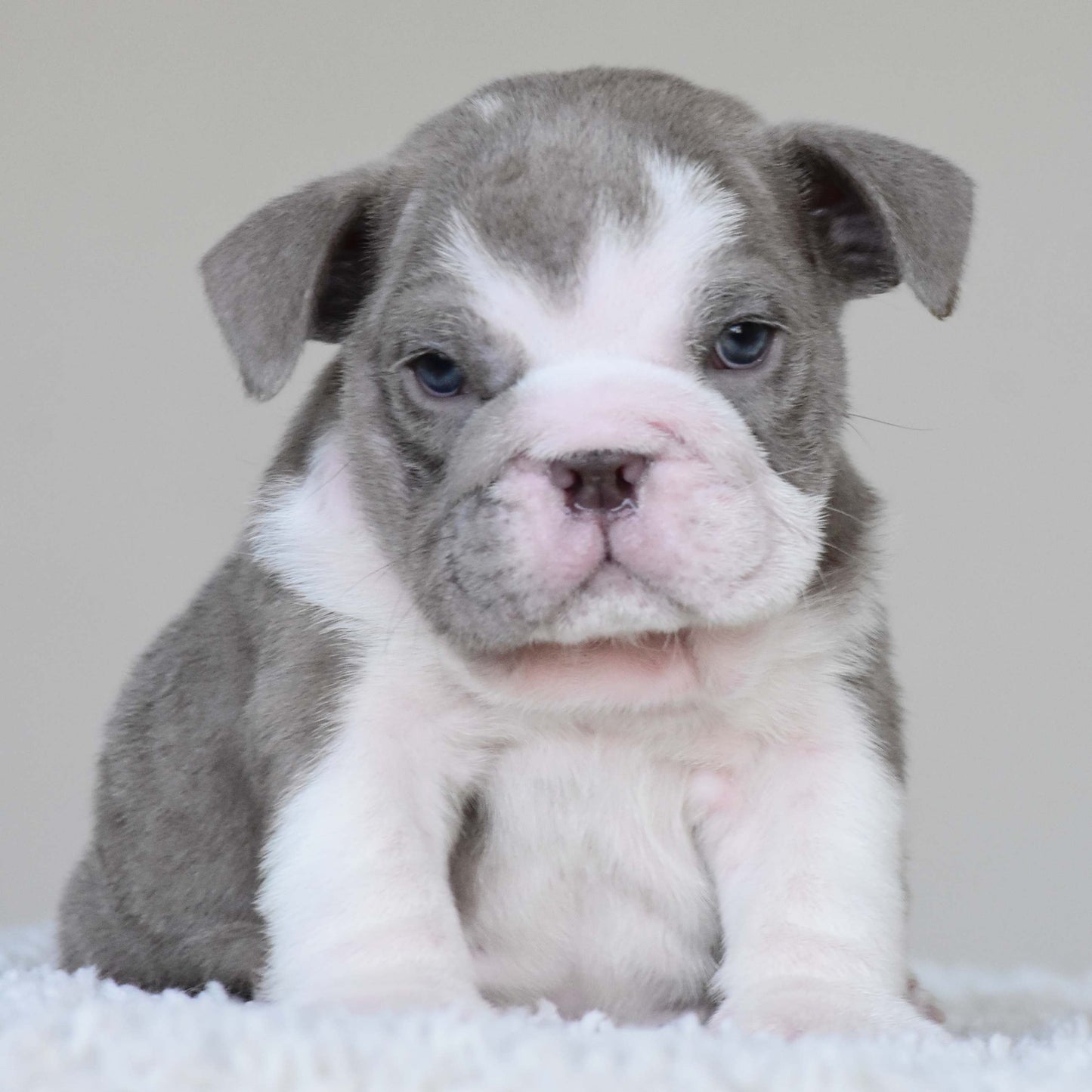 CHICO (Boy)
