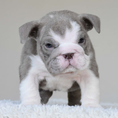 CHICO (Boy)