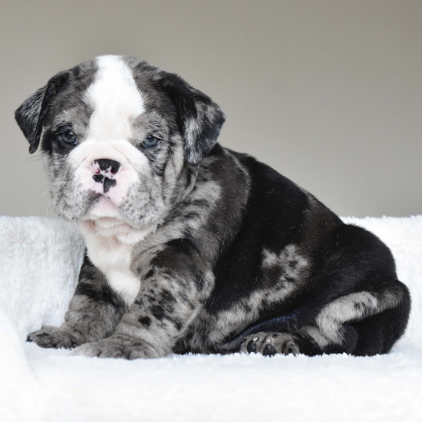 Bulldogge Puppies Cute English Bulldog Puppies For Sale Bull Dog