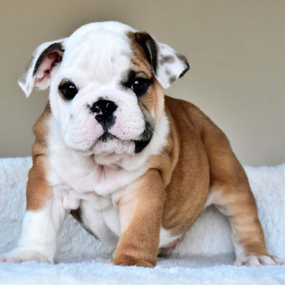 OSCAR (Boy)