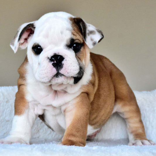 OSCAR (Boy)