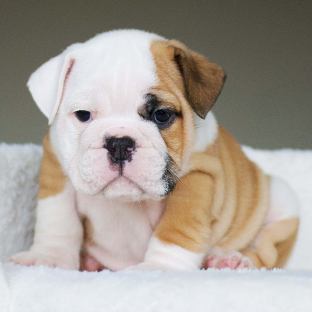 English Bulldog Puppies for Sale | WB English Bulldogs