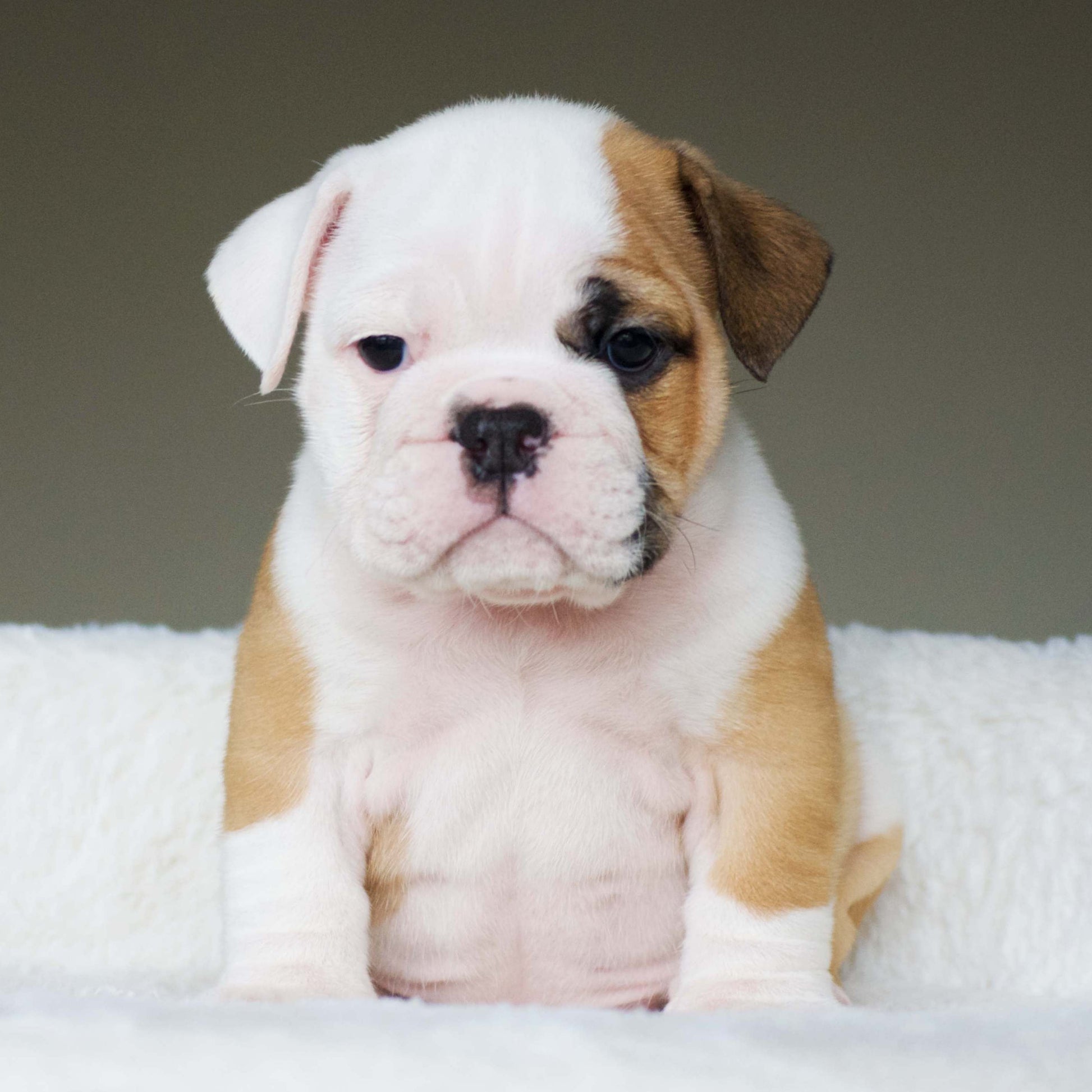 bulldog baby dog