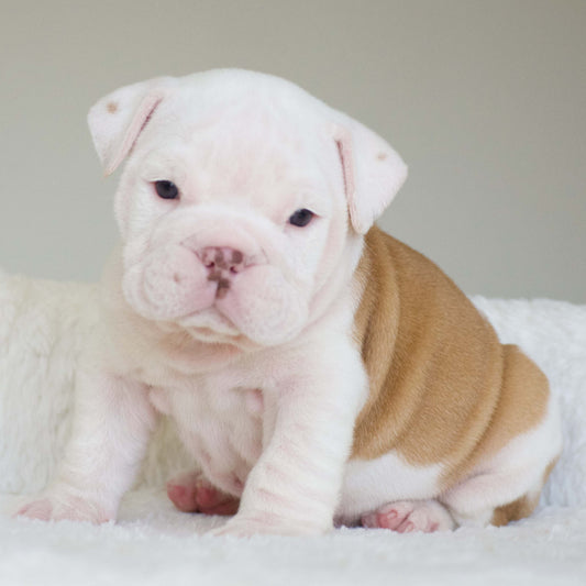DUKE (Boy)