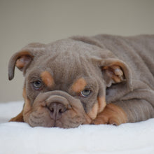 ENZO $3,500