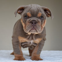 ENZO $3,500