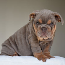 ENZO $3,500