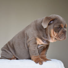 ENZO $3,500