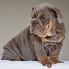ENZO $3,500