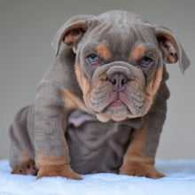 ENZO $3,500