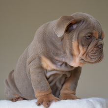 ENZO $3,500