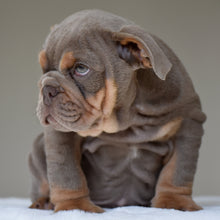 ENZO $3,500