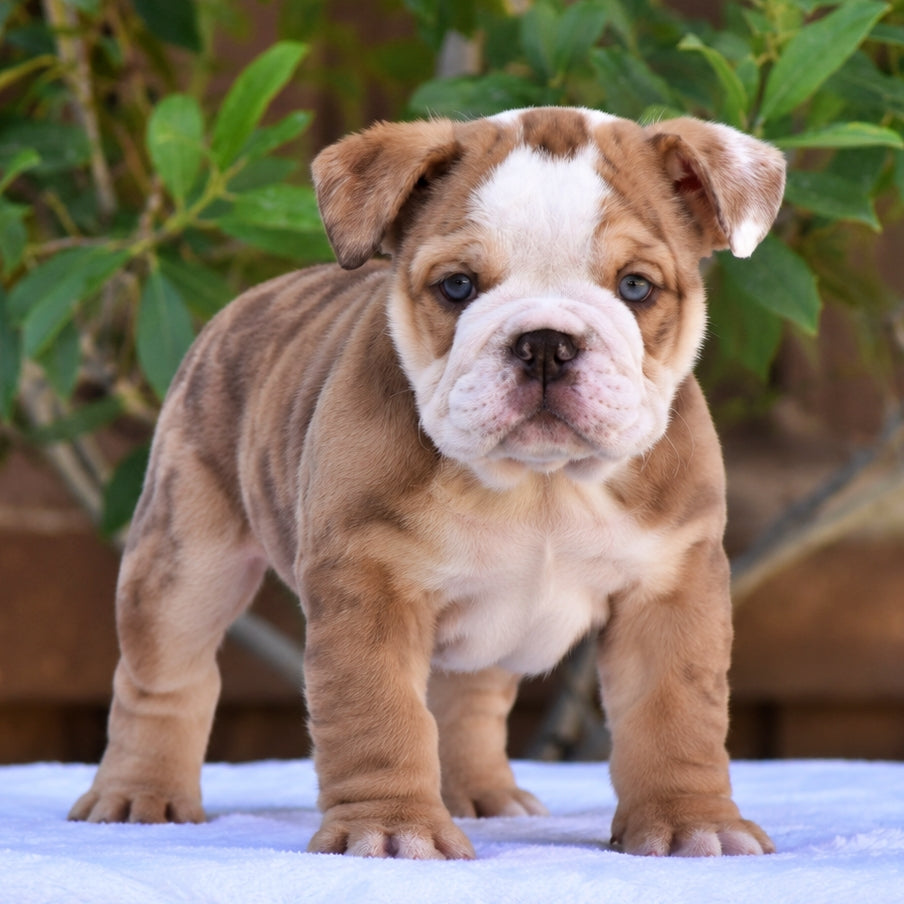 GOLDO - $3200