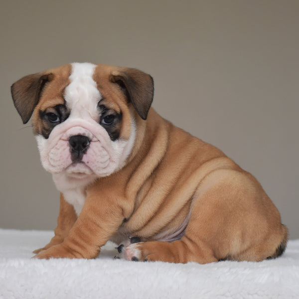 💎 HENRY - $3000