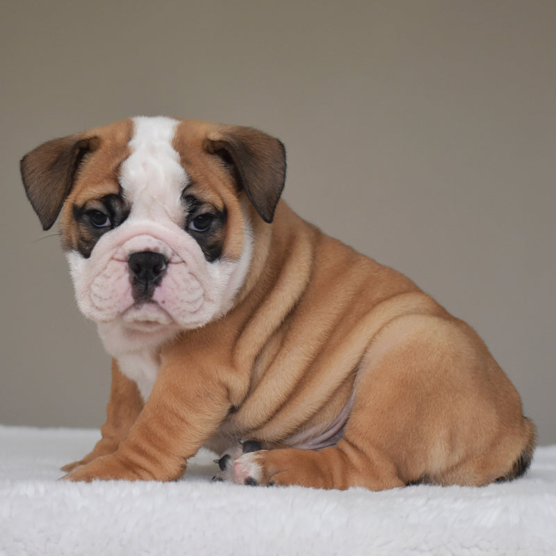 💎 HENRY - $3000